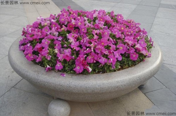 牽?；ǚN子發(fā)芽出苗開(kāi)花圖片