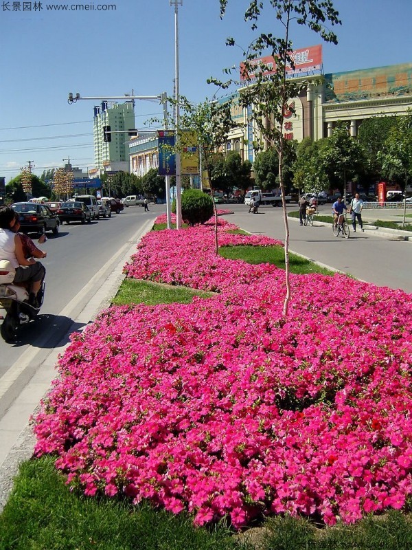 牽?；ǚN子發(fā)芽出苗開(kāi)花圖片