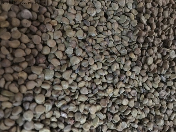 蛇滅門種子圖片