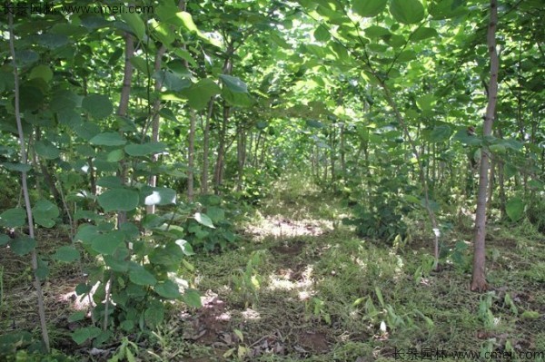 巨紫荊種子發(fā)芽出苗開花圖片