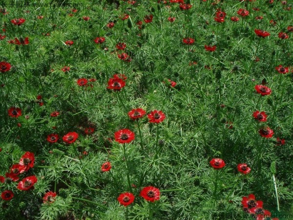 福壽花種子發(fā)芽出苗開花圖片