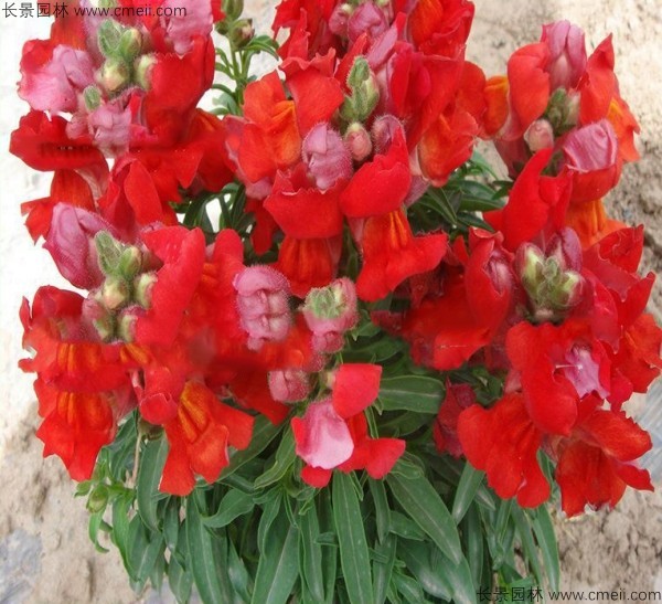 金魚(yú)草種子發(fā)芽出苗開(kāi)花圖片 金魚(yú)草種子發(fā)芽出苗開(kāi)花圖片