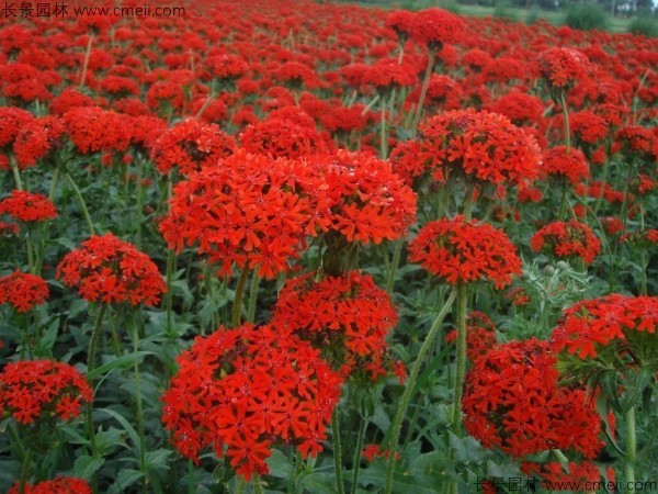 剪秋羅種子發(fā)芽出苗開花圖片 剪秋羅種子發(fā)芽出苗開花圖片