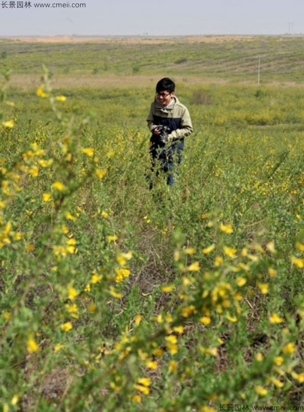 錦雞兒種子發(fā)芽出苗開花圖片