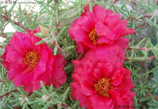 松葉牡丹種子發(fā)芽出苗開(kāi)花圖片 松葉牡丹種子發(fā)芽出苗開(kāi)花圖片