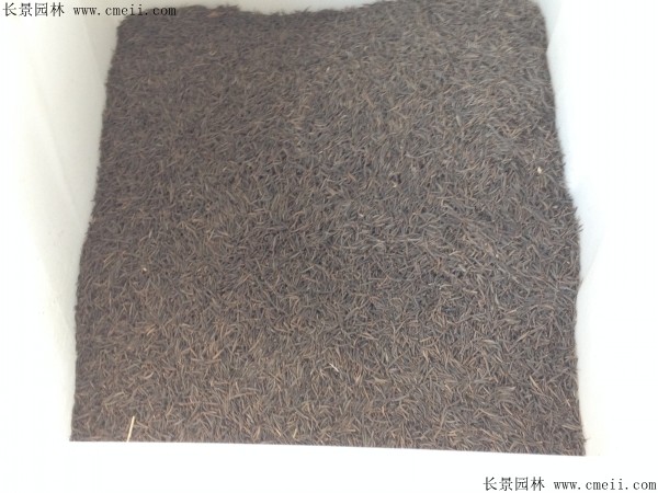 格?；ǚN子圖片