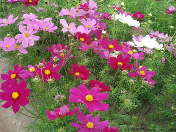 格?；ǚN子發(fā)芽出苗開花圖片