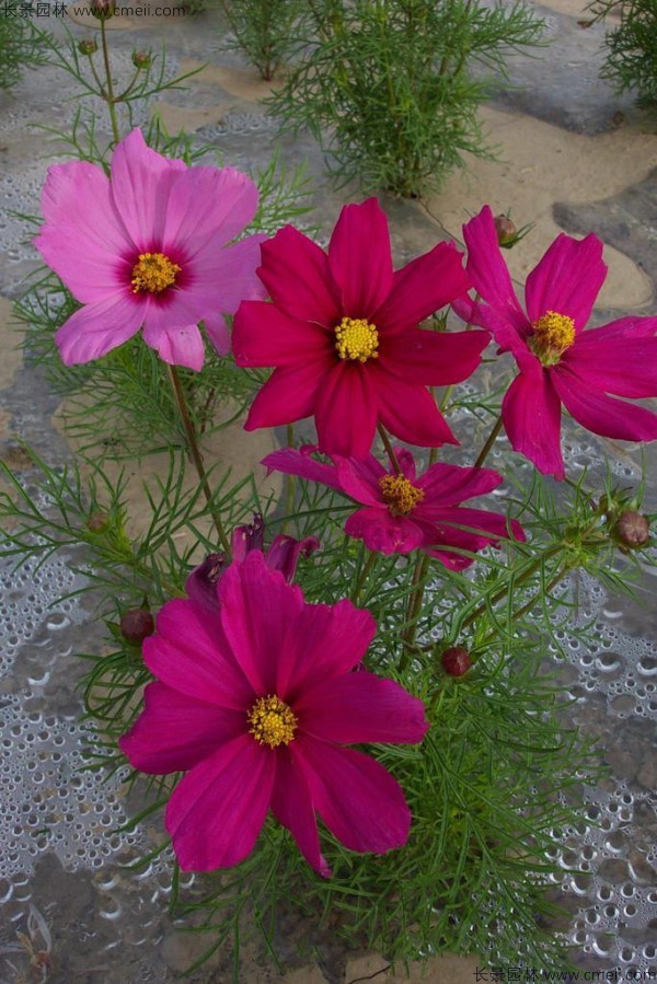 格?；ǚN子發(fā)芽出苗開花圖片