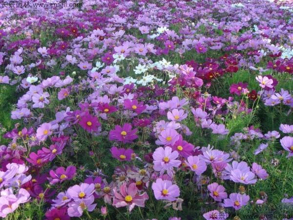 格?；ǚN子發(fā)芽出苗開花圖片