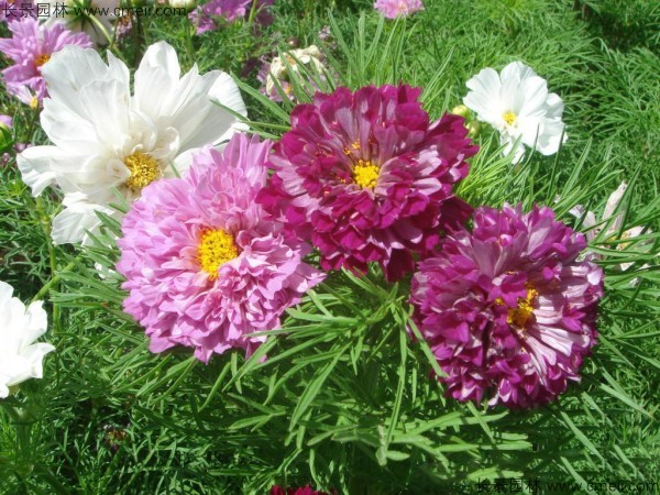 格?；ǚN子發(fā)芽出苗開花圖片