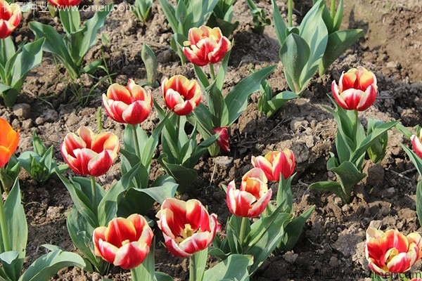 郁金香開花圖片 郁金香開花圖片