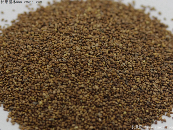 委陵菜種子 委陵菜種子