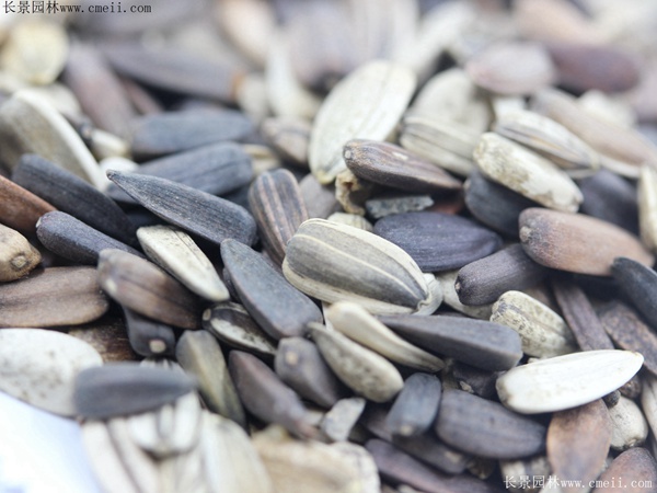 紫色向日葵種子 紫色向日葵種子