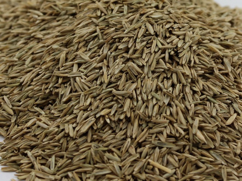 護(hù)坡多年生黑麥草種子 護(hù)坡多年生黑麥草種子