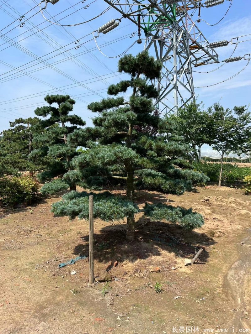 造型五針松 造型五針松