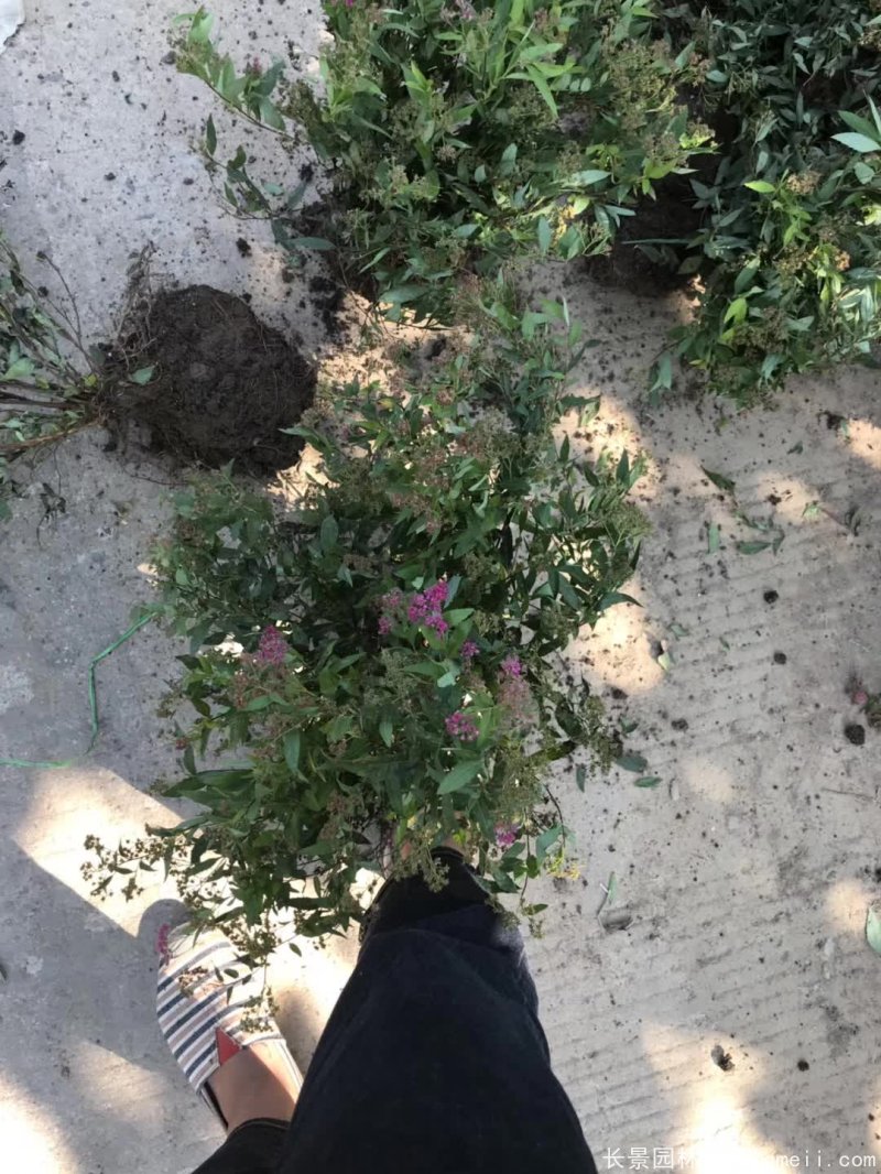 繡線菊球 繡線菊球