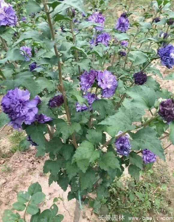 藍(lán)莓冰沙木槿 藍(lán)莓冰沙木槿