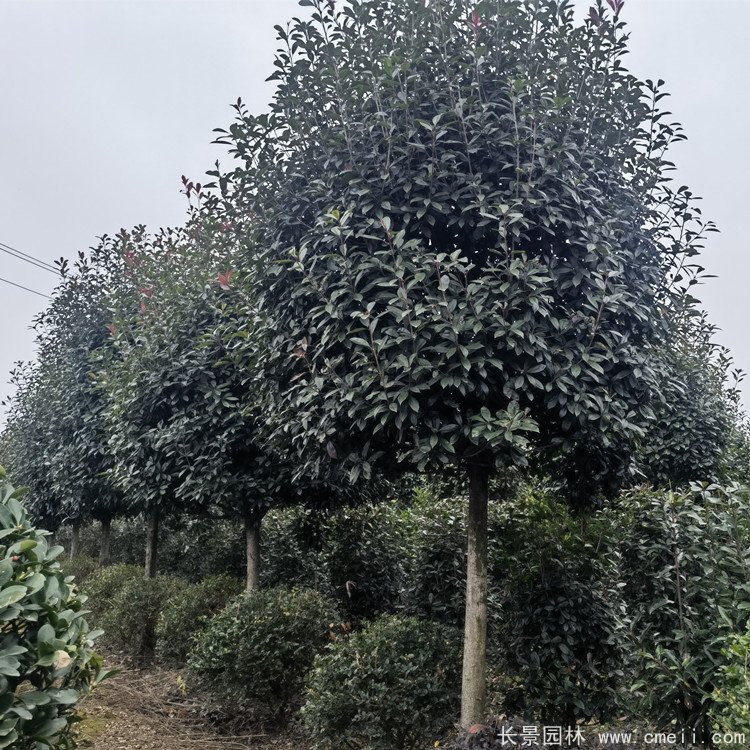 紅葉石楠樹(shù) 紅葉石楠樹(shù)