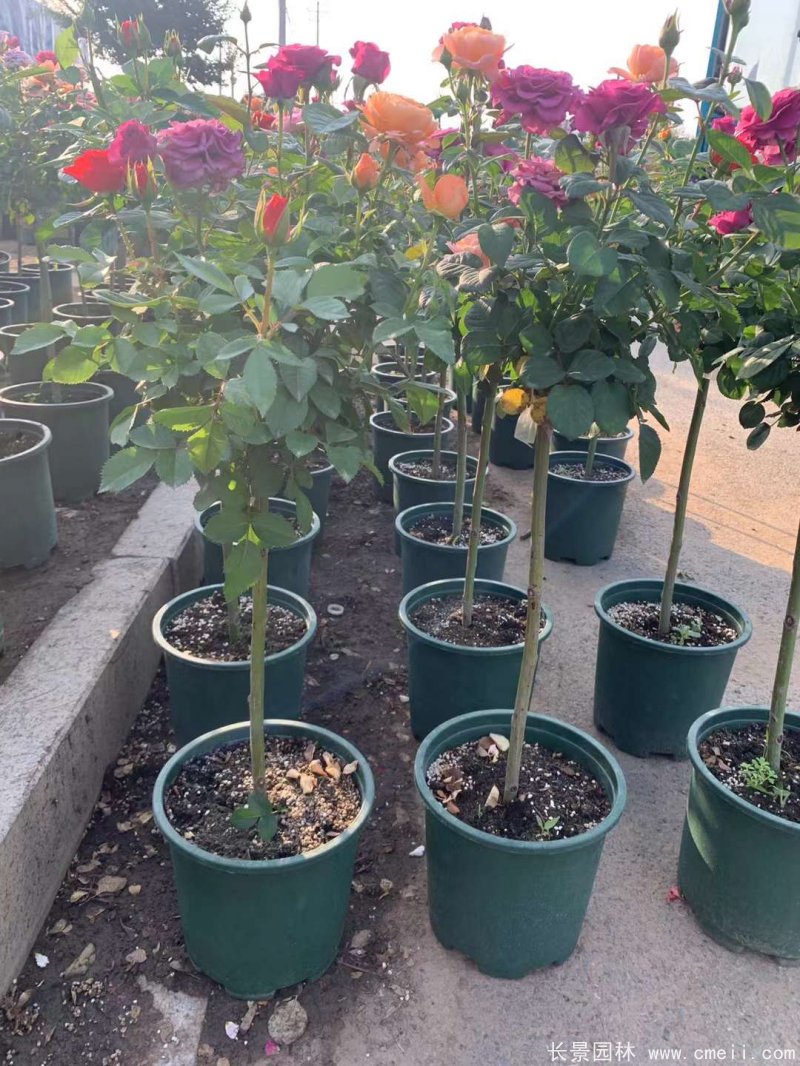 棒棒糖月季樹(shù) 棒棒糖月季樹(shù)