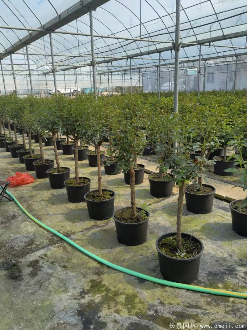 棒棒糖月季樹(shù) 棒棒糖月季樹(shù)