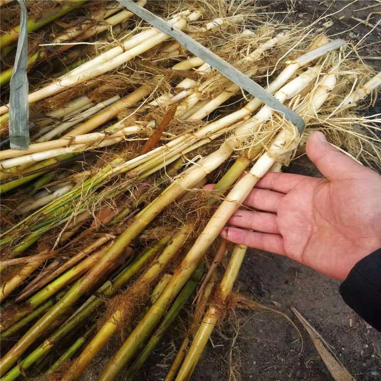 蘆葦苗 蘆葦苗