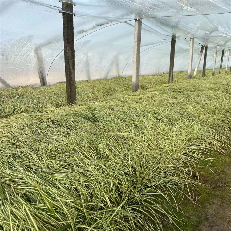 金葉苔草 來自長景園林 金葉苔草 來自長景園林