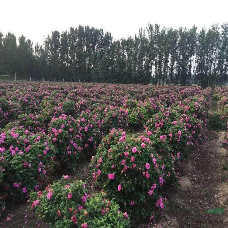 食用玫瑰種植基地 食用玫瑰種植基地