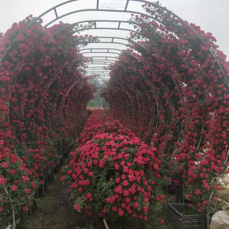 月季拱門月季拱門 來自長景園林 月季拱門月季拱門 來自長景園林