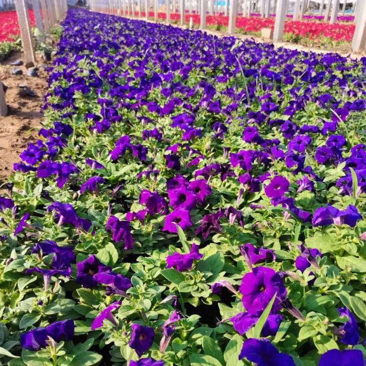 藍(lán)色喇叭花 藍(lán)色喇叭花